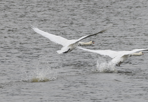 20241012-Grachtenrace-JP-160